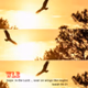 WLE - Soar Like An Eagle Logo