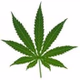 Ambiance Reggae logo