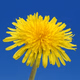 Dandelion Radio Logo