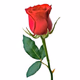 Rondallas Y Romance Logo