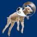 Wzlradio Logo