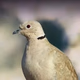 BirdsRelax Logo
