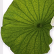Blumen Maarsen Cam2 Logo